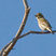 Purple Finch